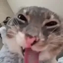 sskamii