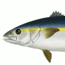 bobous