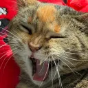 catsound
