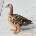 shortbeltz