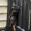 pippy_longsqueaker