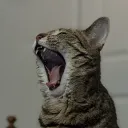tinksgg