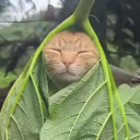 avatar 🥝Jennie/Winter❄