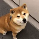 pfp