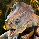 microceratus