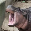 dylanta