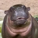 dylanta