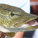 pipstapa