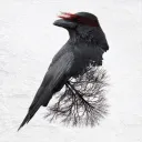 thegreyraven