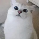 peshok