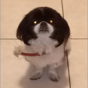 organino avatar