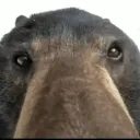 mooffycoffee