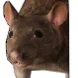 jermro