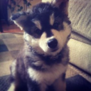 avatar COINBASE MANIAC