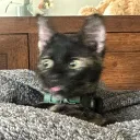 chill_pickles