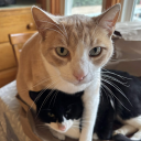 avatar SoaringKittens