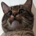 buka_lemon