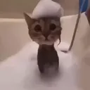 kiwyi