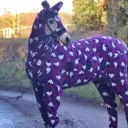 ser_cavallo
