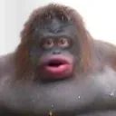 monke7502