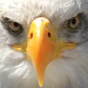eaglesz
