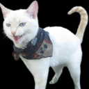 thecooltrashcat#0 avatar