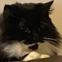 hungrymattress