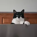 nitsuuua