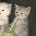 cowlor