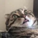 tonydan