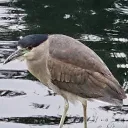 yerocs