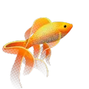 afish1616