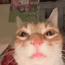 yash1rofps