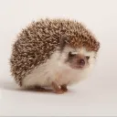 shagabash