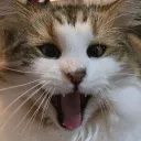 idiotsanga