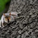 squirrelly711