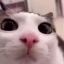 mustythelamb