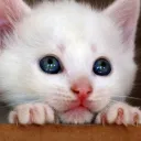 gatita4178