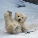 polarbear084