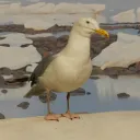 nateloc