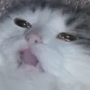 nekotekotek