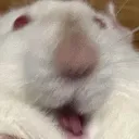 .bloof