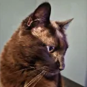 crazycatlady