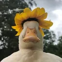 tangrooner