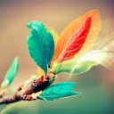 .br0o