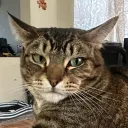 chonkycandi