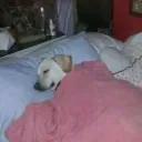 dogcomet