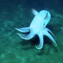 ohtuforoctopusking3864