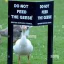 goose_8241