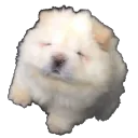 quistinie